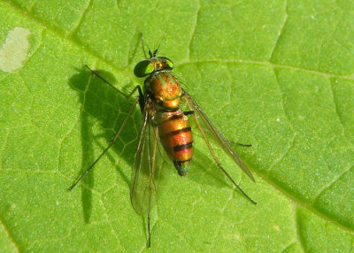 Condylostylus caudatus complex; Long-legged Fly species