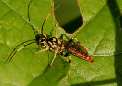 Cratichneumon Ichneumon Wasp species; male