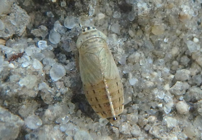 Doratura stylata; Leafhopper species