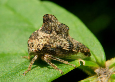 Heliria gibberata; Treehopper species