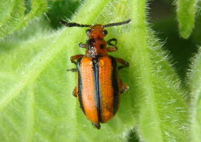 Lema daturaphila; Three-lined Potato Beetle