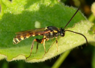 Metopius Ichneumon Wasp species