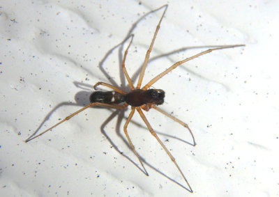 Microlinyphia mandibulata; Platform Spider species