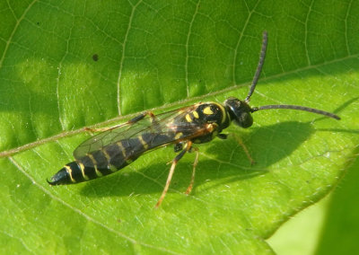 Myzinum quinquecinctum; Five-banded Thynnid Wasp; male