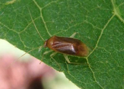 Neolygus hirticulus; Plant Bug species