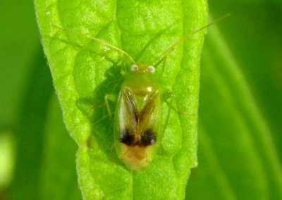 Neolygus Plant Bug species