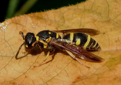 Parancistrocerus leionotus; Mason Wasp species 