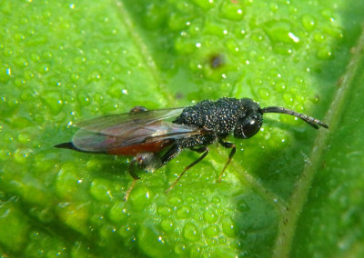 Phasgonophora sulcata; Chalcid Wasp species; female