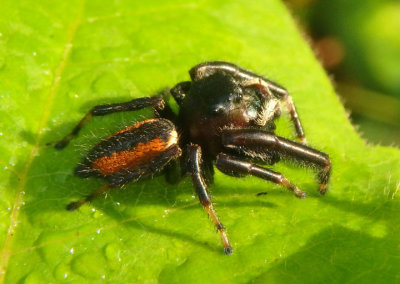 Phidippus clarus; Jumping Spider species