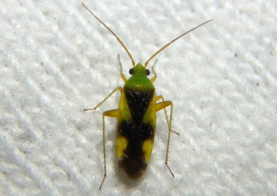Reuteroscopus ornatus; Ornate Plant Bug