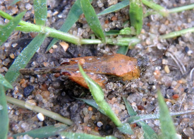 Tetrix Pygmy Grasshopper species; female