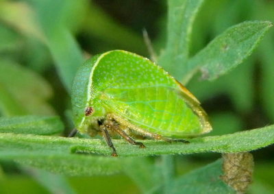Tortistilus inermis; Buffalo Treehopper species
