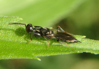 Oodera Chalcid Wasp species