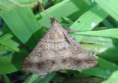 8384.1 - Renia flavipunctalis; Yellow-spotted Renia