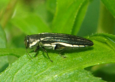 Agrilus bilineatus; Two-lined Chestnut Borer 