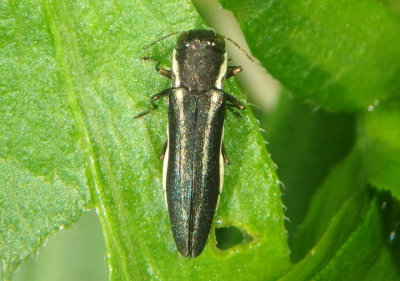 Agrilus bilineatus; Two-lined Chestnut Borer