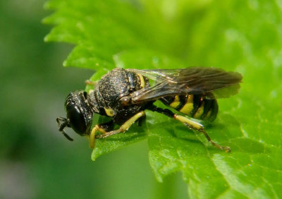 Anacrabro ocellatus; Square-headed Wasp species