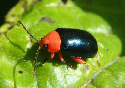 Asphaera lustrans; Shiny Flea Beetle 