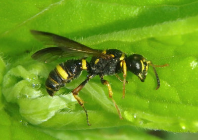Cerceris insolita; Apoid Wasp species