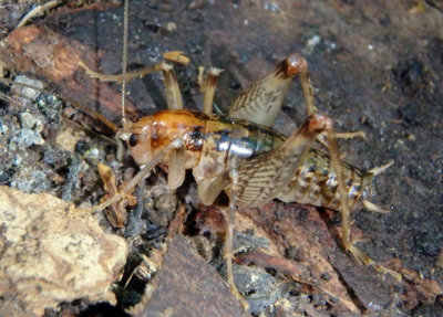 Ceuthophilus Camel Cricket species; male