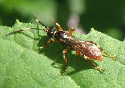 Cratichneumon subfilatus; Ichneumon Wasp species