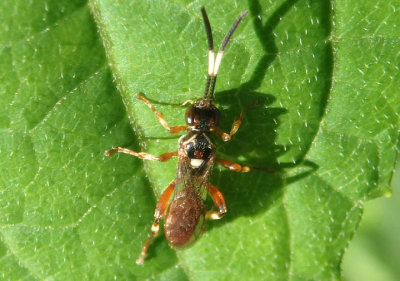 Cratichneumon subfilatus; Ichneumon Wasp species 