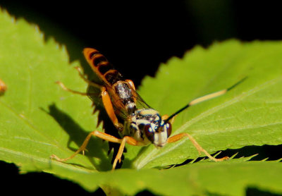 Cratichneumon w-album; Ichneumon Wasp species; male 