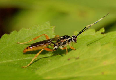 Cratichneumon w-album; Ichneumon Wasp species; male
