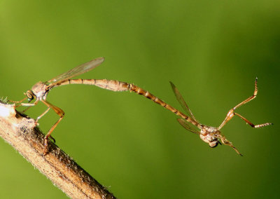 Leptogaster flavipes; Robber Fly species pair 