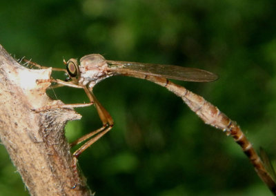 Leptogaster flavipes; Robber Fly species