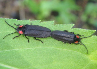 Pyropyga nigricans; Firefly species pair