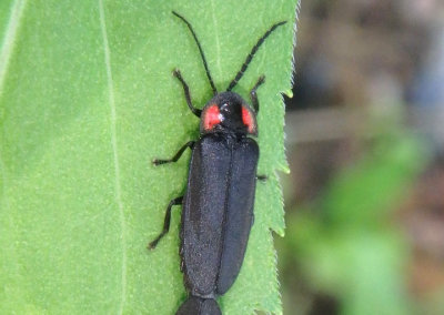 Pyropyga nigricans; Firefly species