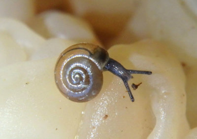Zonitoides arboreus; Quick Gloss Snail