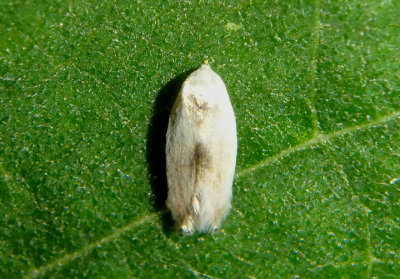 0119 - Pseudopostega cretea; Pygmy Leafmining Moth species