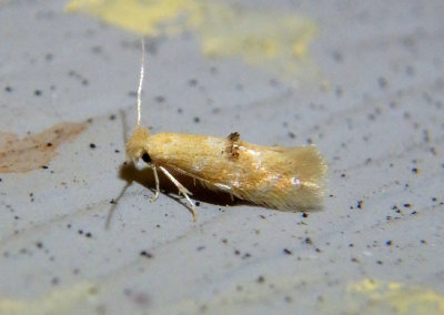 0559 - Bucculatrix coronatella; Ribbed Cocoon-maker Moth species