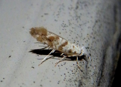 0823 - Cameraria hamadryadella; Solitary Oak Leafminer Moth