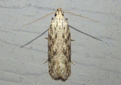 2052 - Frumenta nundinella; Twirler Moth species