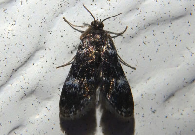 4754 - Elophila tinealis; Black Duckweed Moth