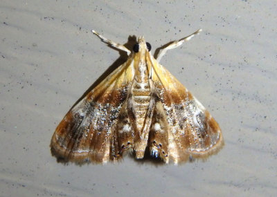 4889 - Dicymolomia julianalis; Julia's Dicymolomia Moth