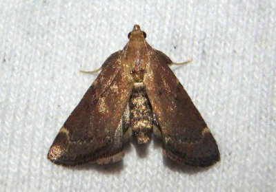 5526 - Hypsopygia intermedialis; Red-shawled Moth