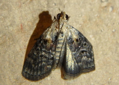 5608 - Pococera expandens; Double-humped Pococera Moth