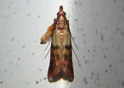 6019 - Plodia interpunctella; Indian Meal Moth; exotic
