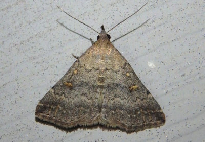 8368 - Tetanolita floridana; Florida Tetanolita