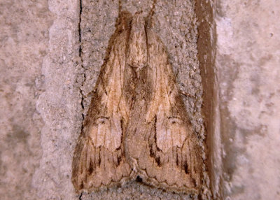8607 - Melipotis jucunda; Merry Melipotis Moth