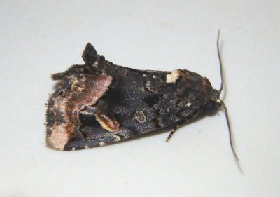 9057 - Homophoberia apicosa; Black Wedge-spot