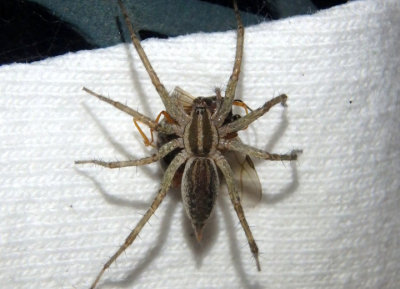 Agelenopsis Grass Spider species