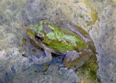 Blachard's Cricket Frog