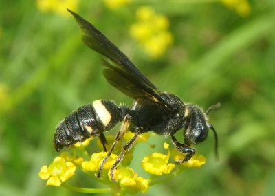 Cerceris fumipennis; Smoky-winged Beetle-Bandit