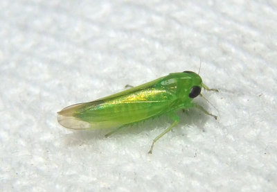 Kyboasca Leafhopper species