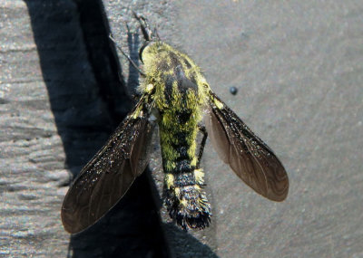 Lepidophora lutea; Bee Fly species 